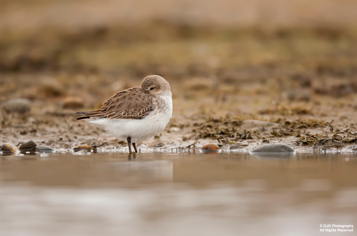 Dunlin