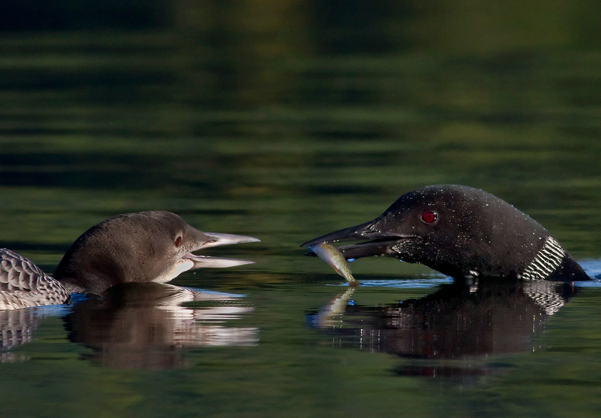 Loon Feeding Juvenile