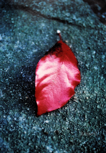 Concrete leaf