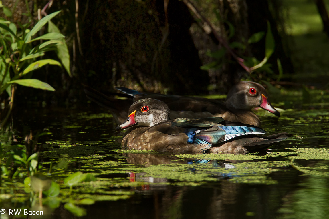 Wood Duck - Non-Breeding