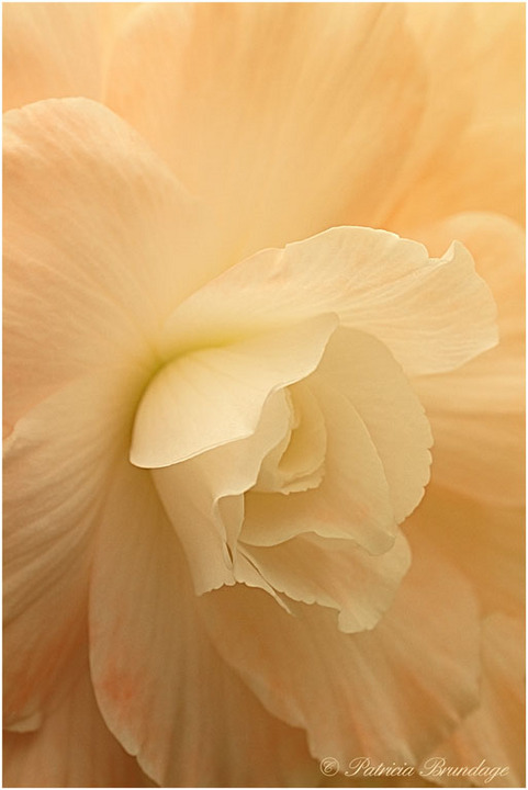 Tuberous Begonia