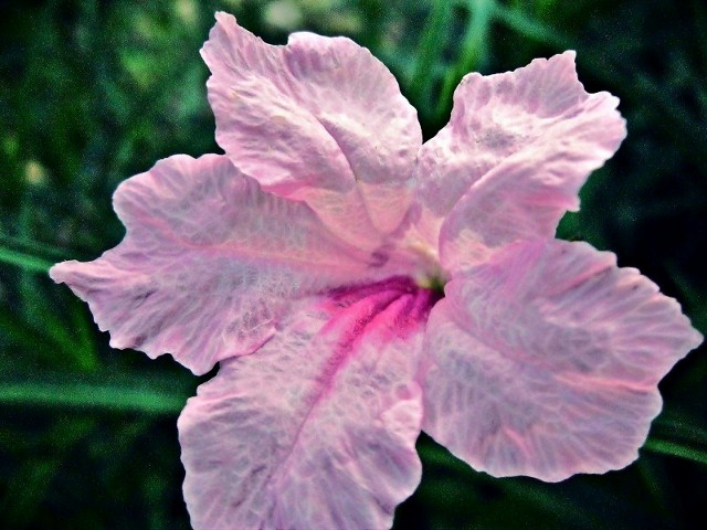 Pretty Pink Flower