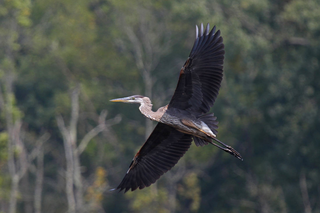 Heron-in-flight