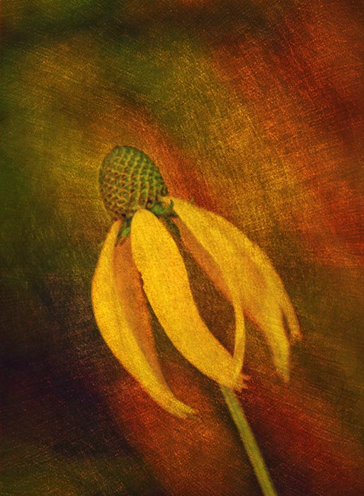 Not the same old flower 