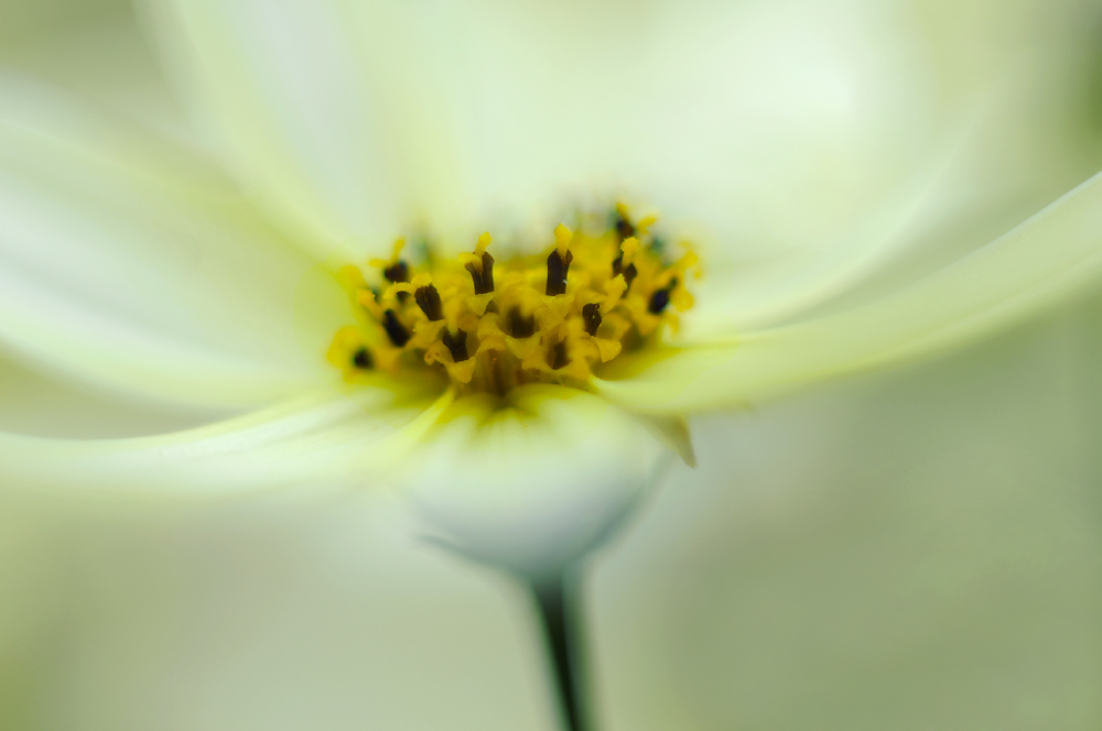 Harmony
