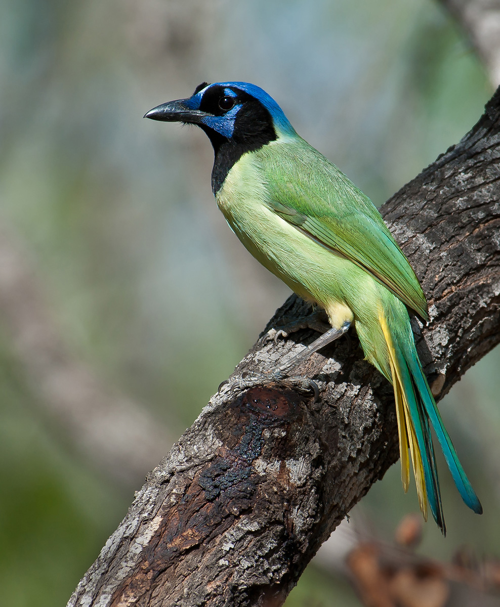 Green Jay