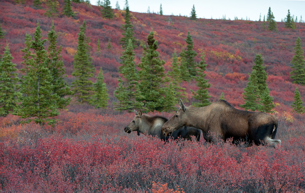 Spruce Moose ! REPOST :)