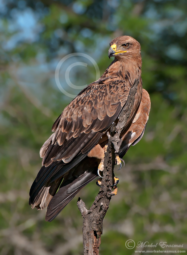 Regal Tawny Eagle