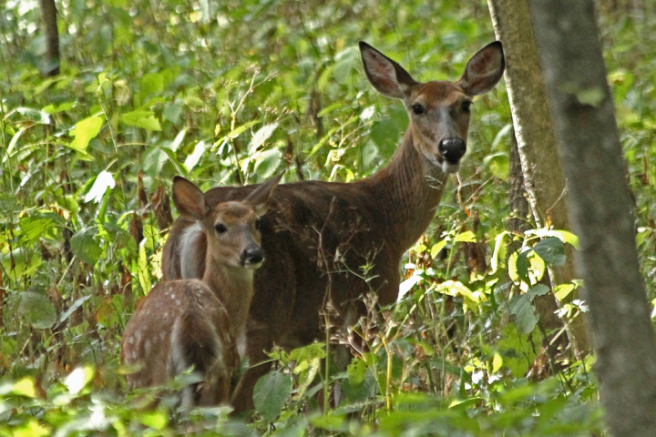 Doe and fawn
