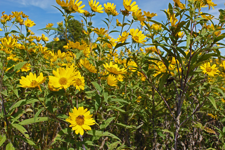 Prairie Tangle wc500
