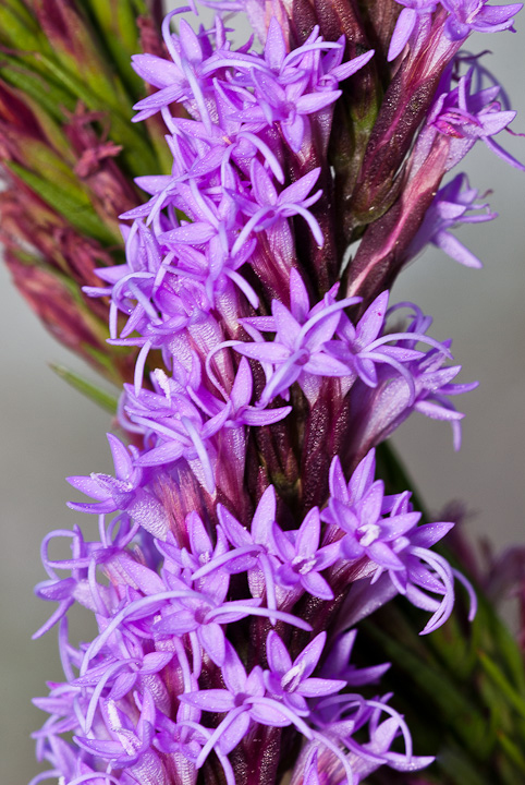 Blazing Star