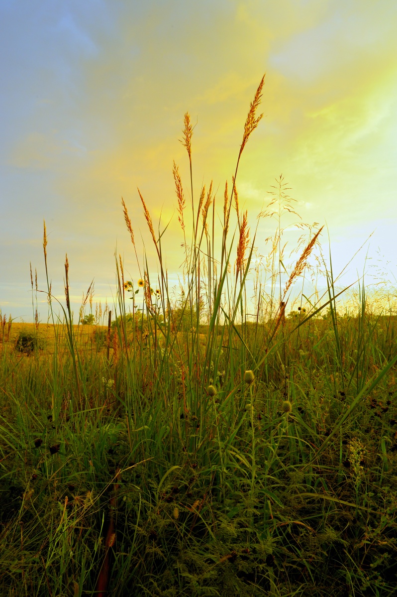Fenceline Light