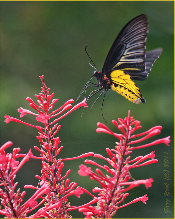 Birdwings swallowtail II