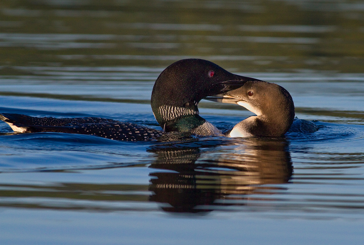 Loon Parent & Juvenile