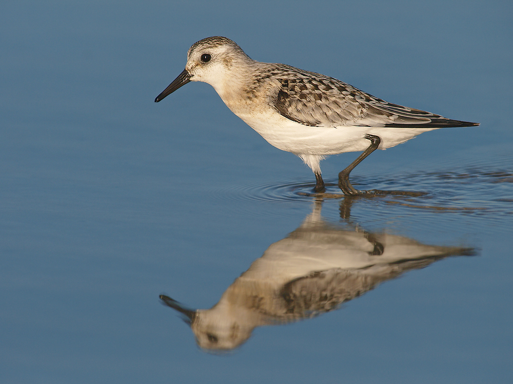 Semipalmated Sandpiper