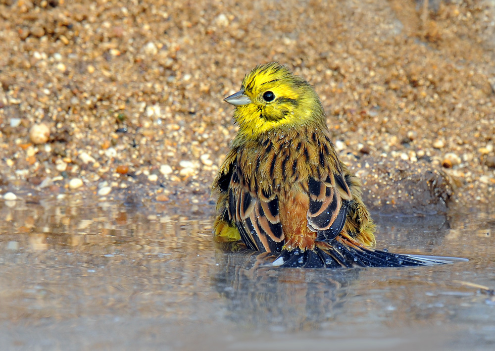 Bath Bird.