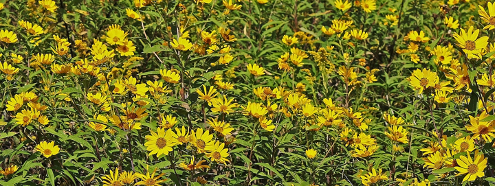 Prairie Gold 2