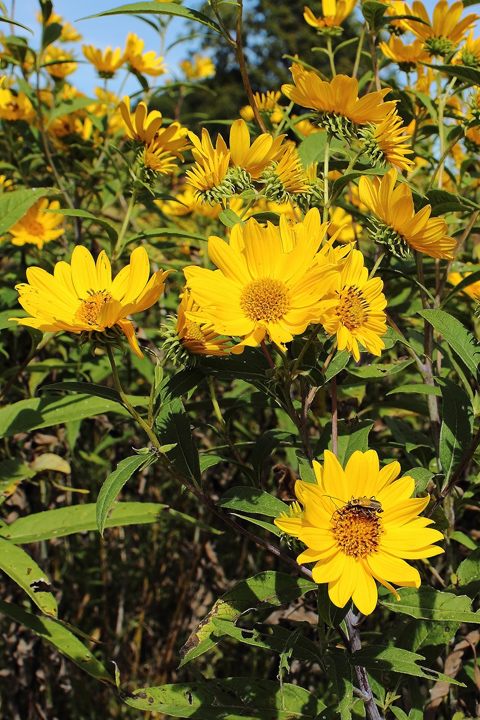 Prairie Gold 1