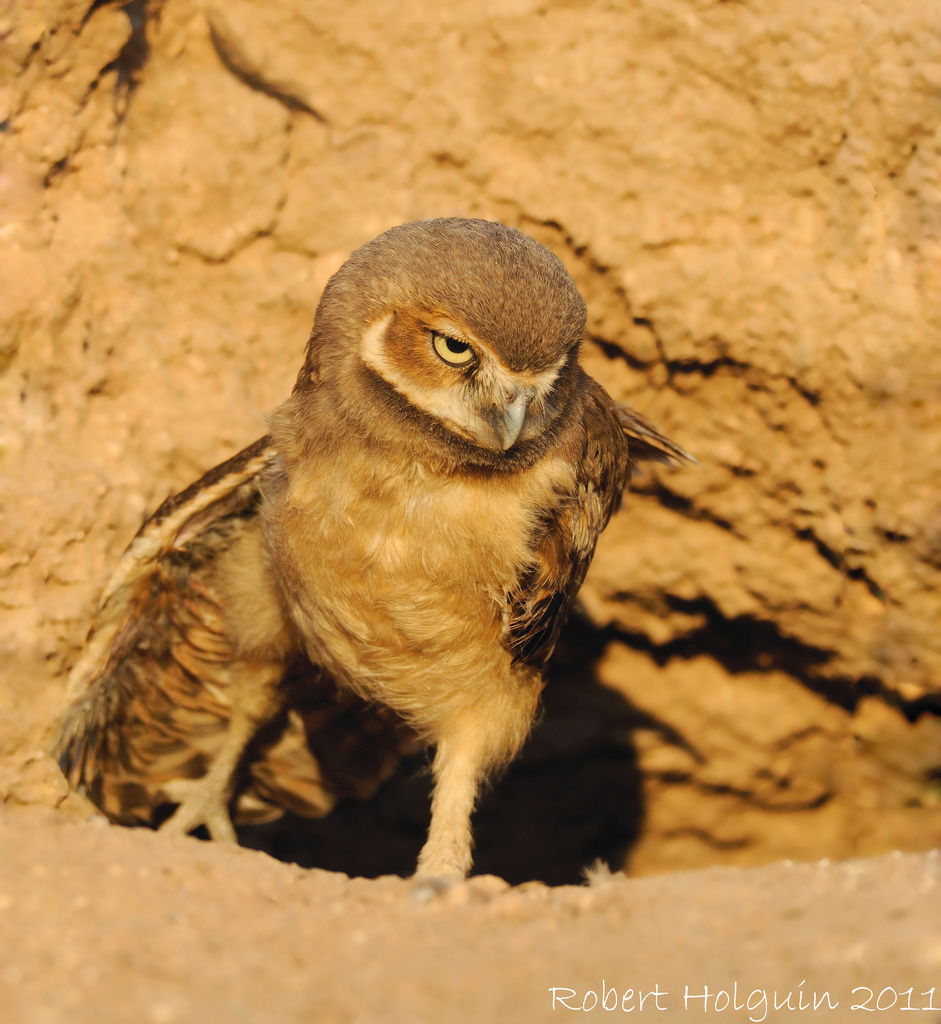Burrowing Owl
