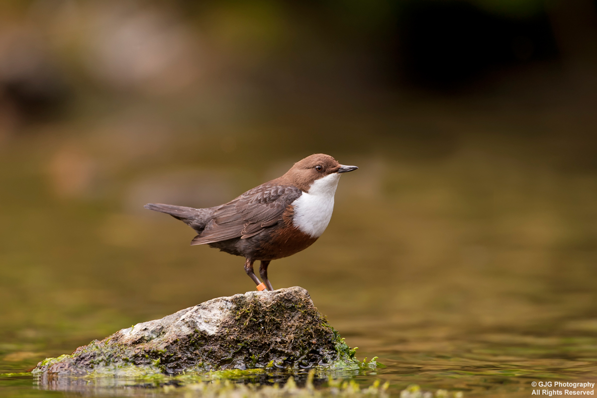 Dipper