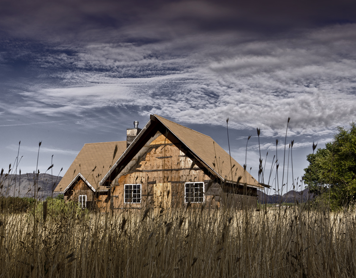 Overgrown Desolation