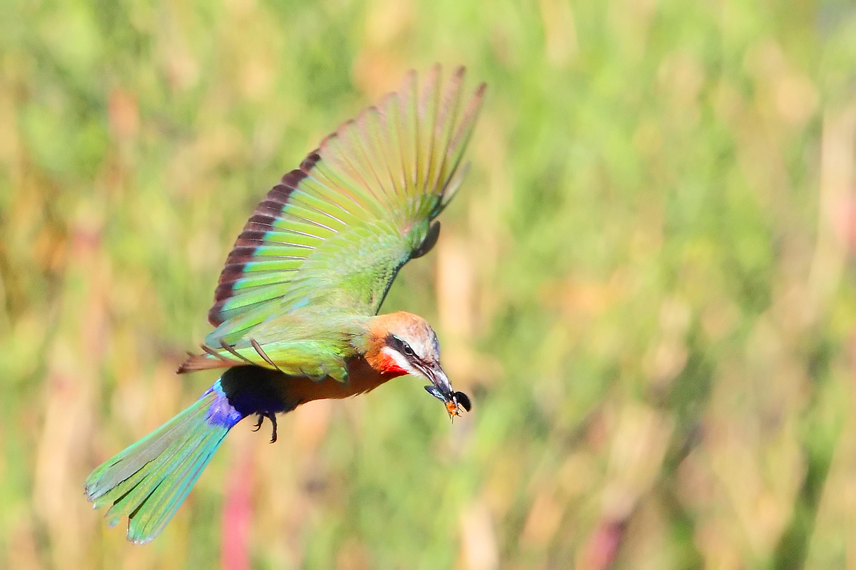 Colorful hunter