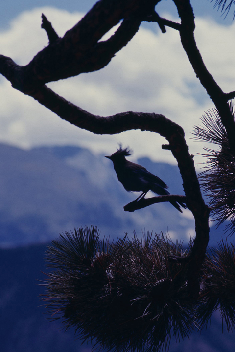 Stellars jay