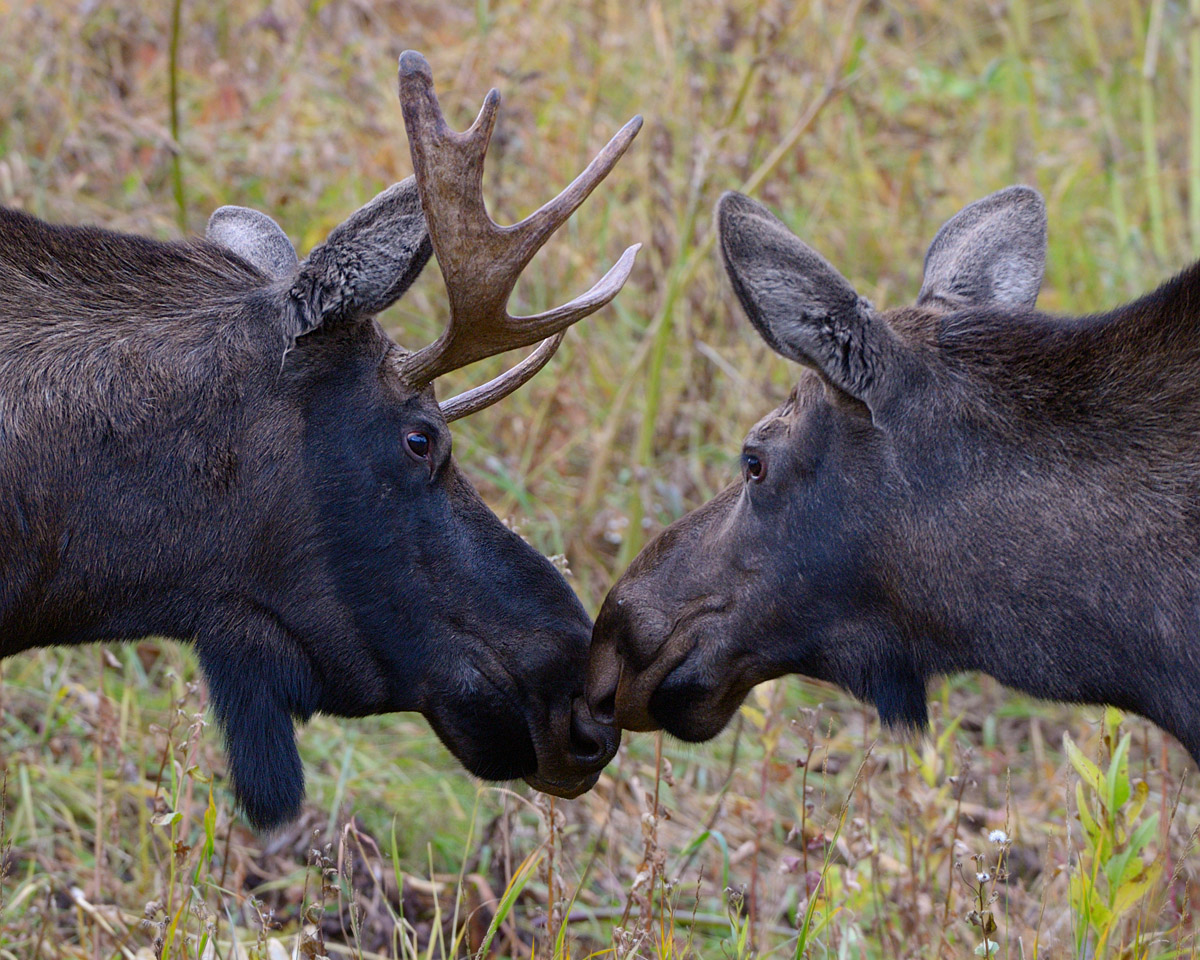 Muzzle Nuzzle