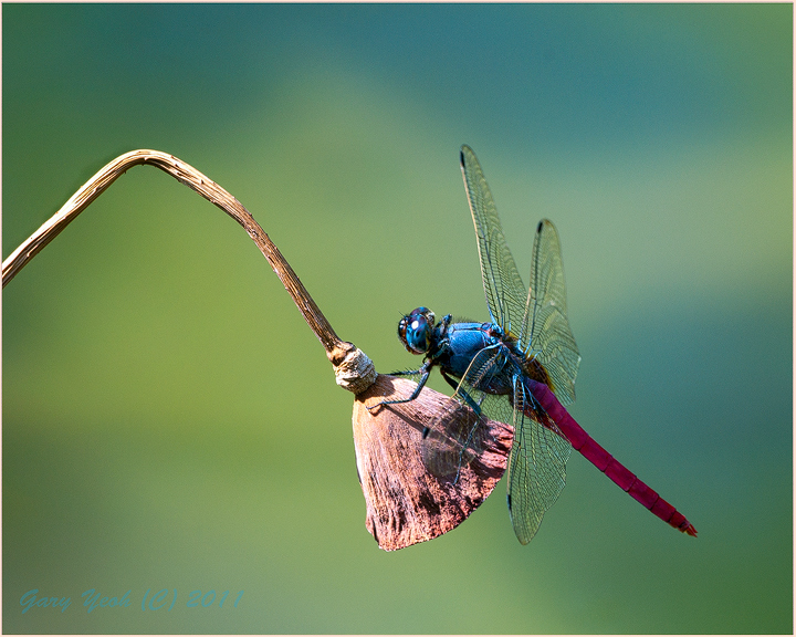 Red skimmer on lotus pod