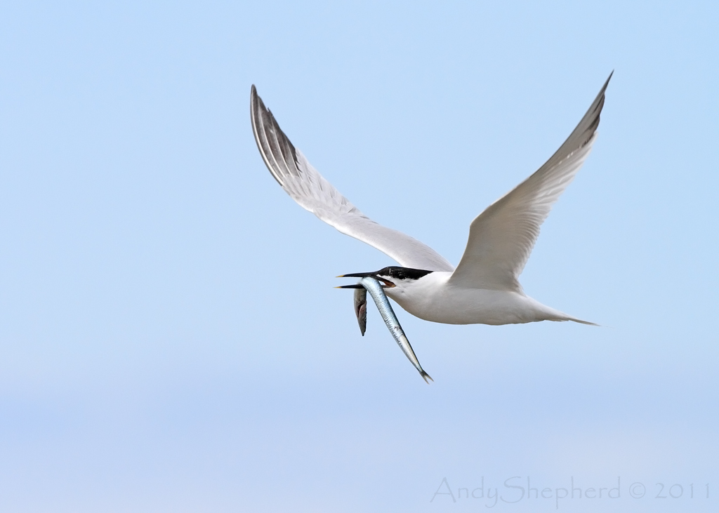 Sandwich Tern