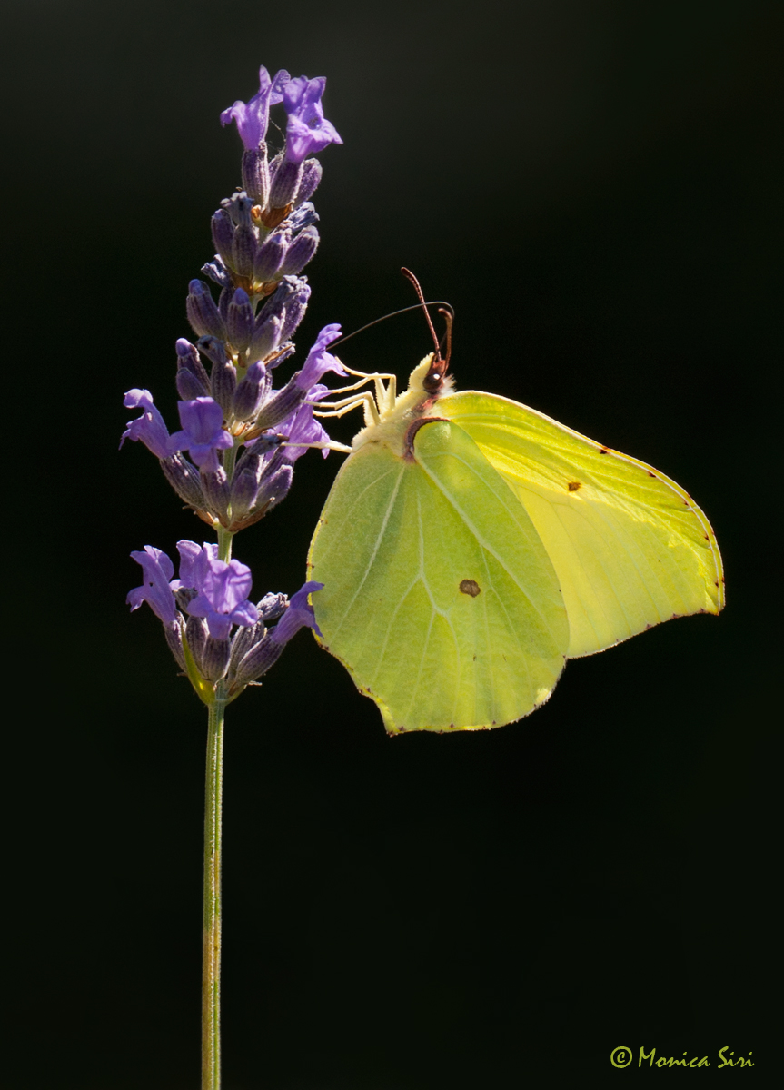 Brimstone BF