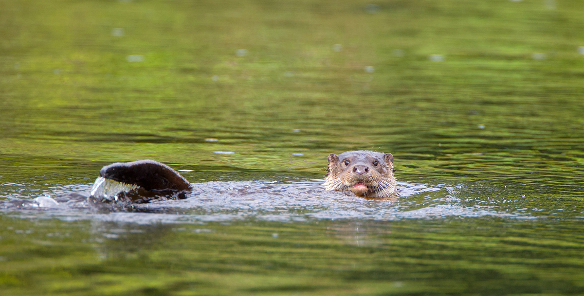 Wild Borders Otter.