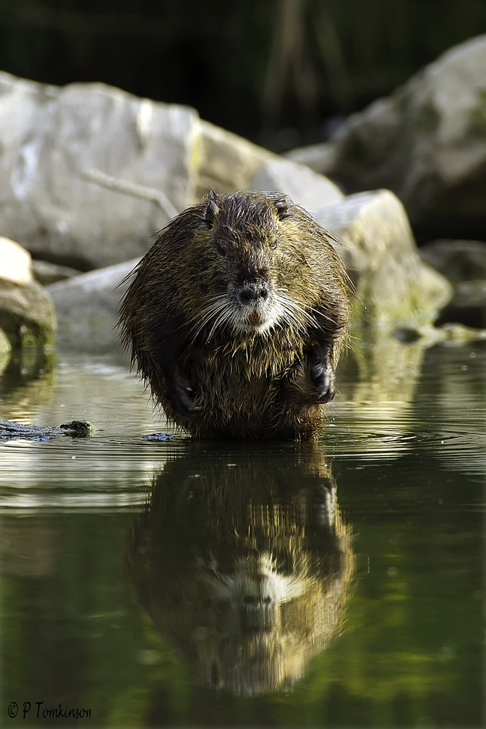 Coypu
