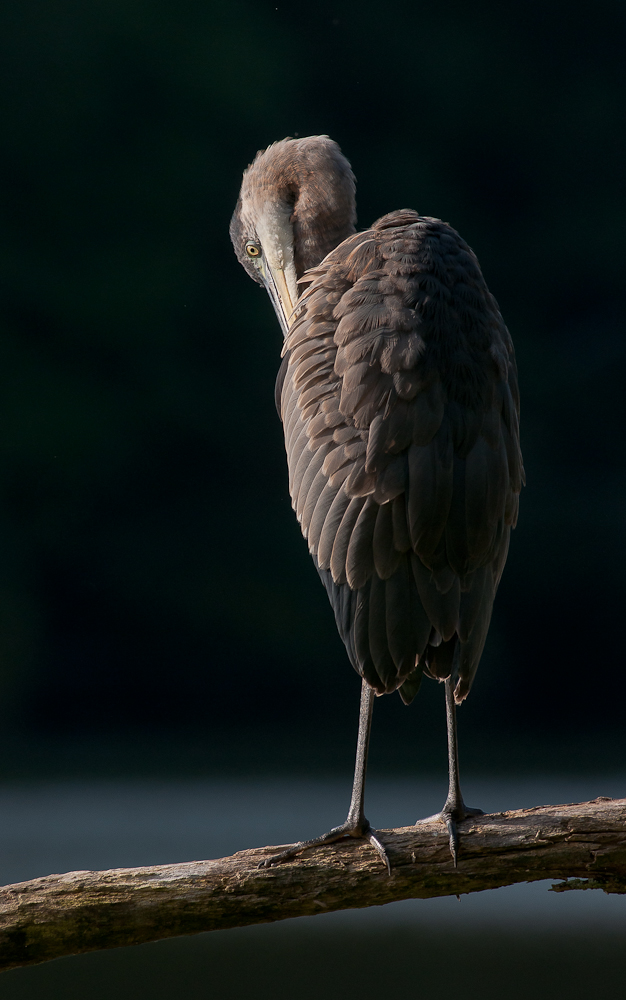 Great Blue Heron Preen