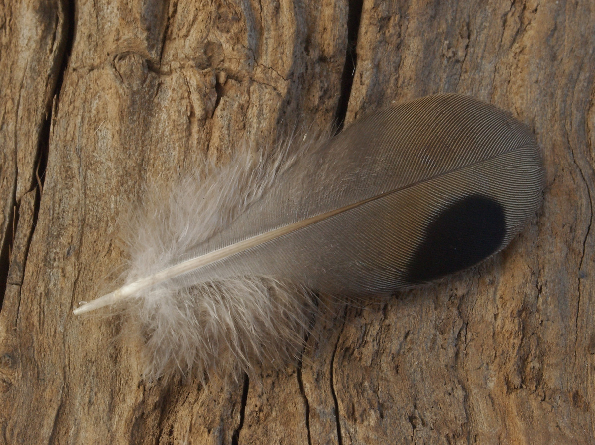  WC 50 - Feather ??