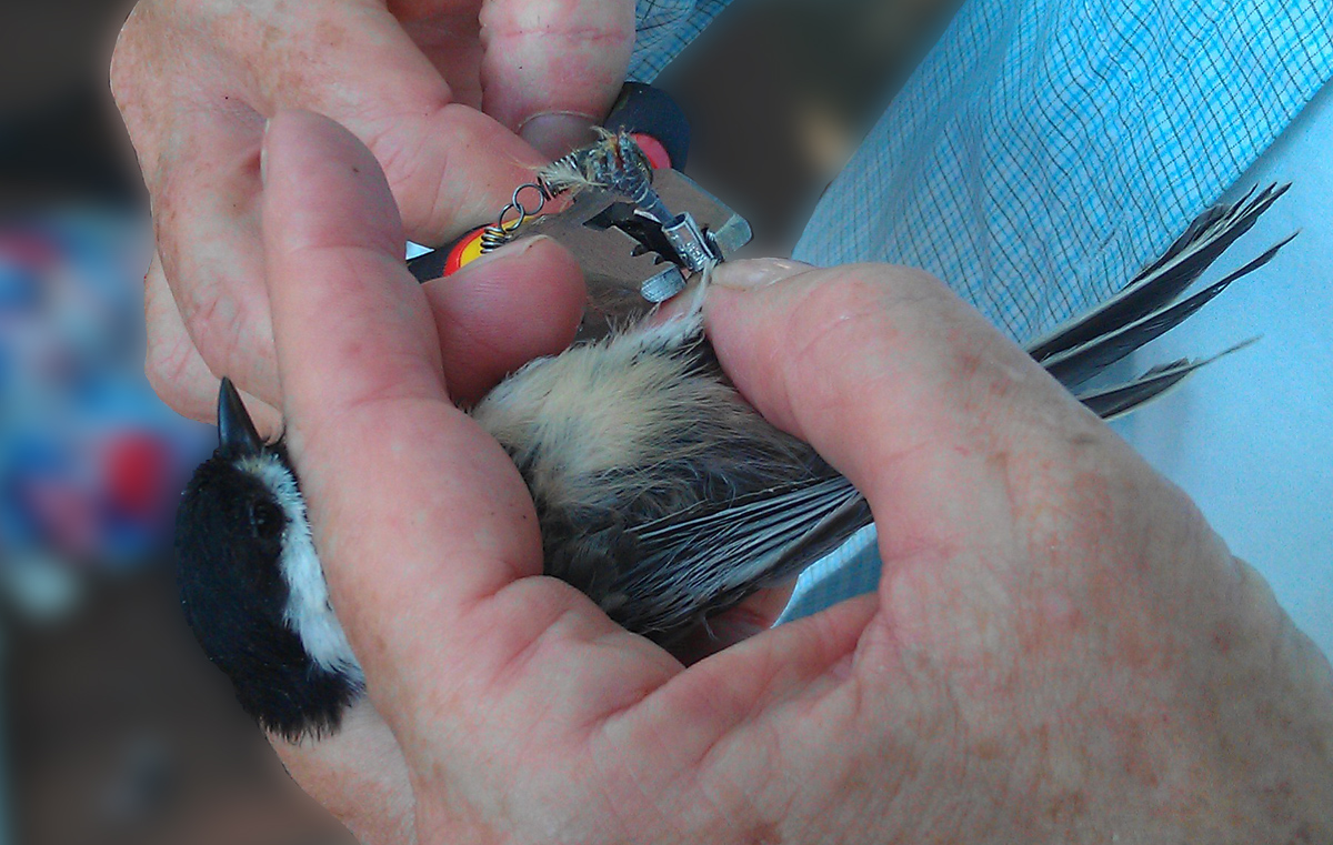 Chickadee being banded