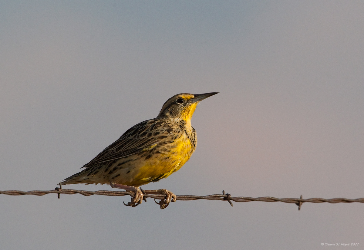 Western Meadowlark