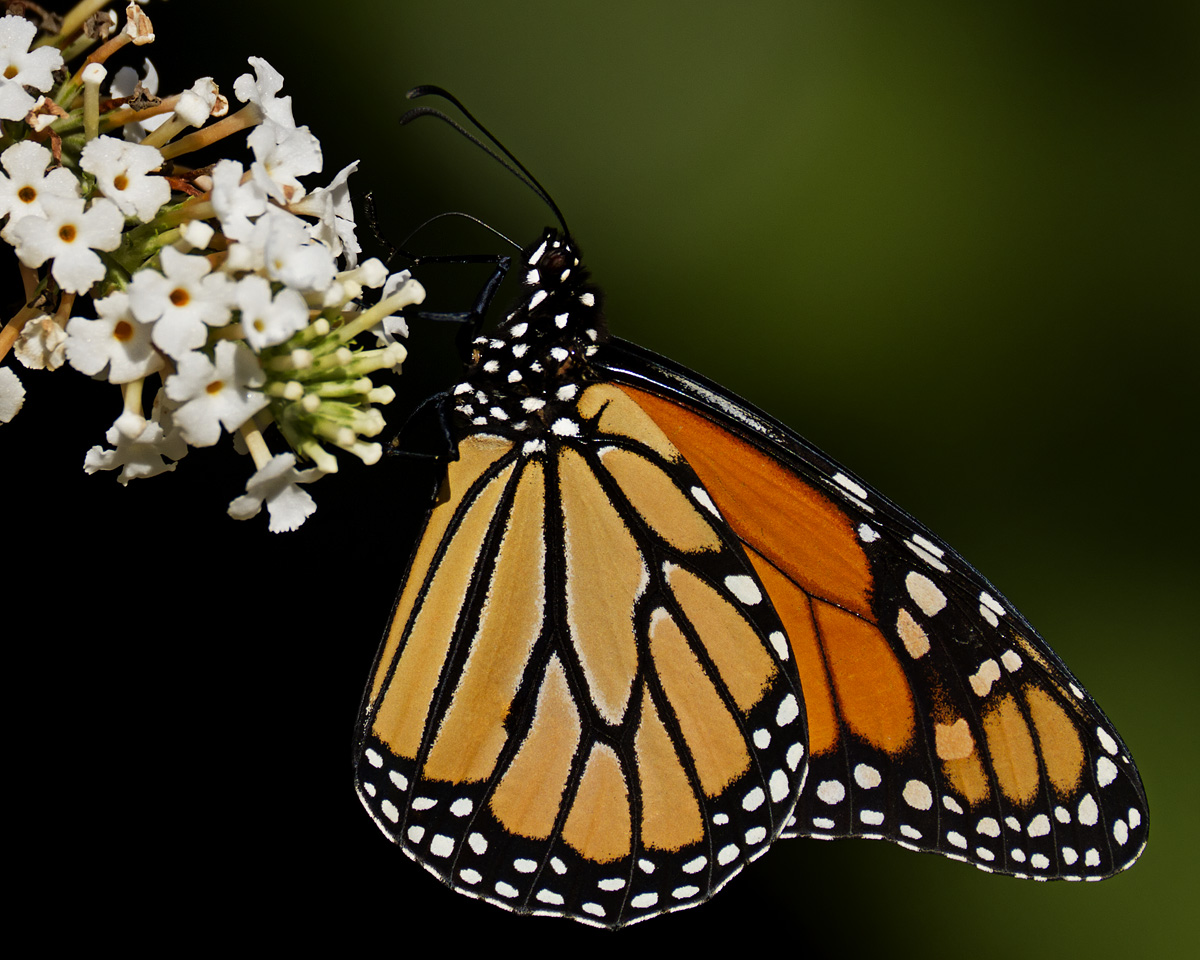 Monarch