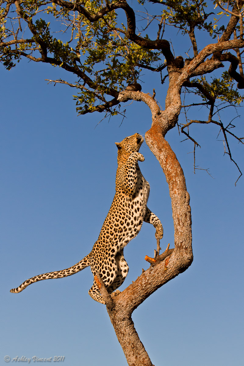 The Ascent