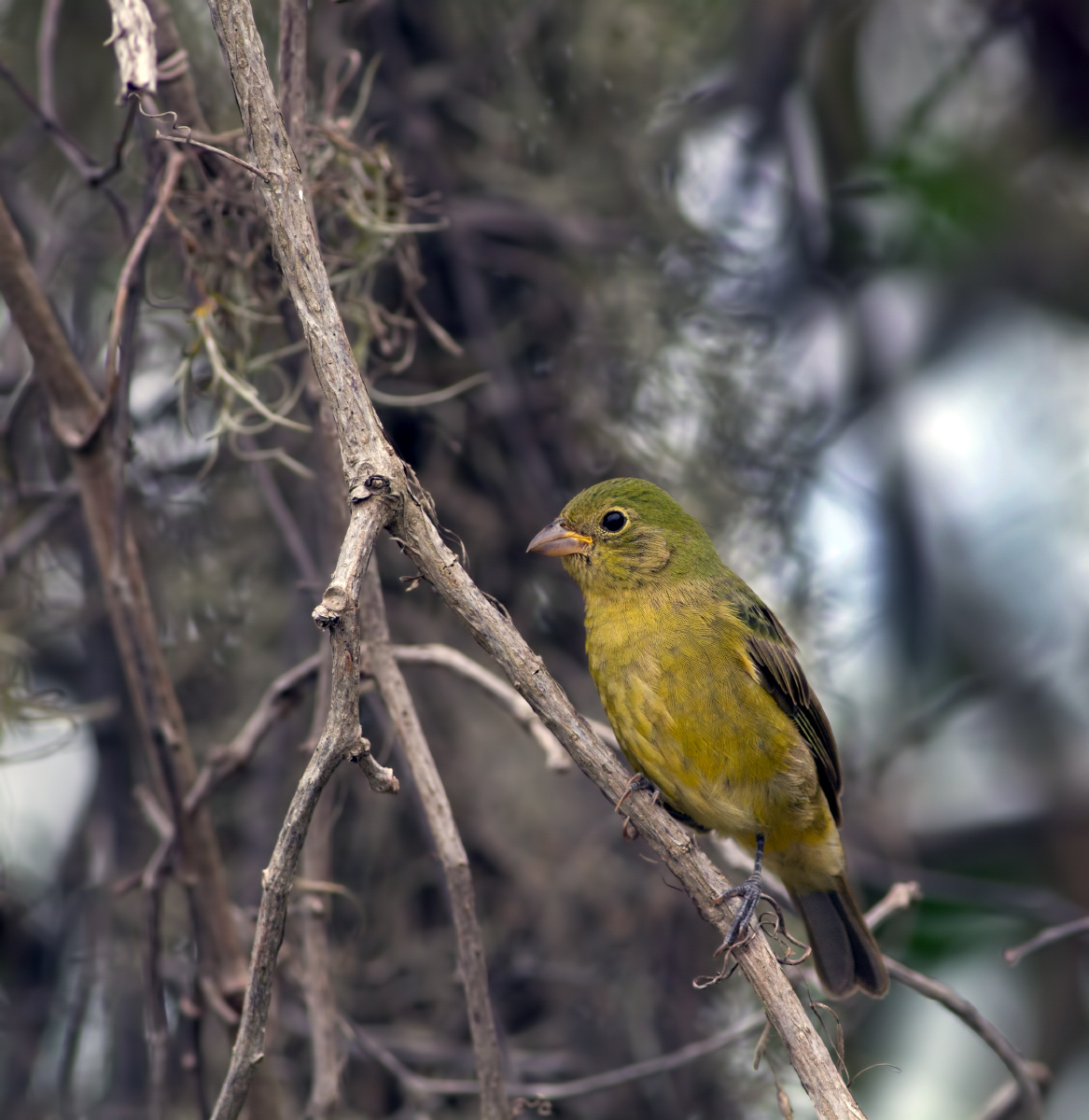 Female Painted Bunting