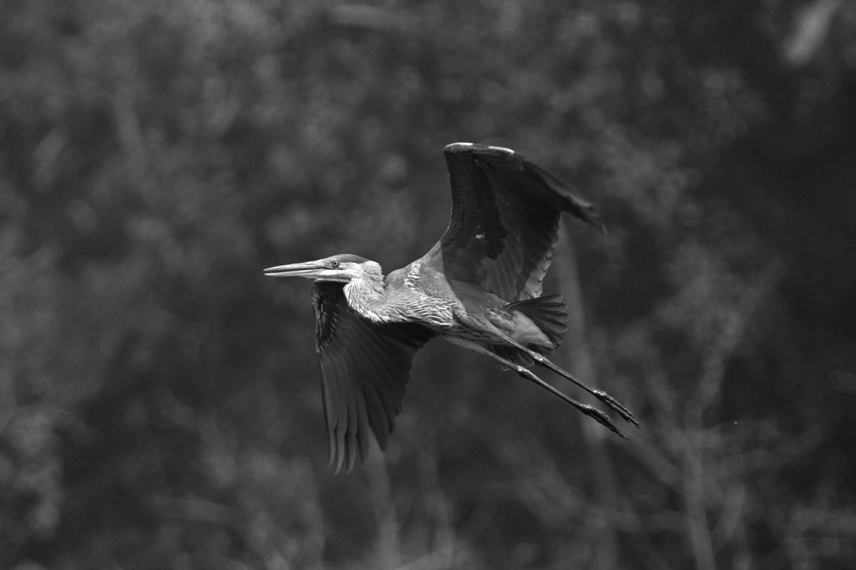 Great Blue in B & W