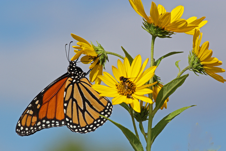Monarch & Friend