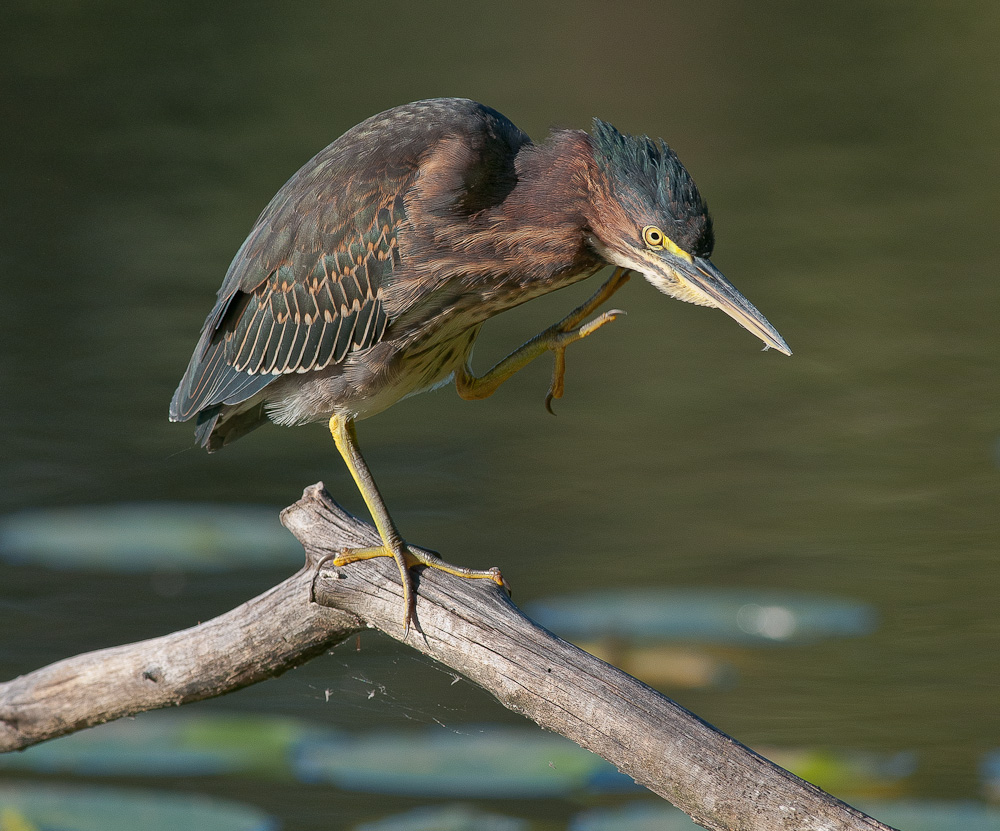 Green Heron Juvie