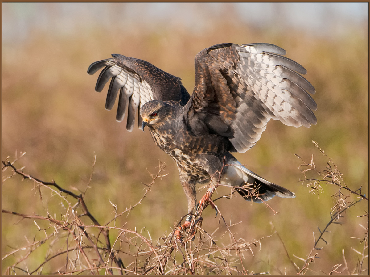 Snail kite