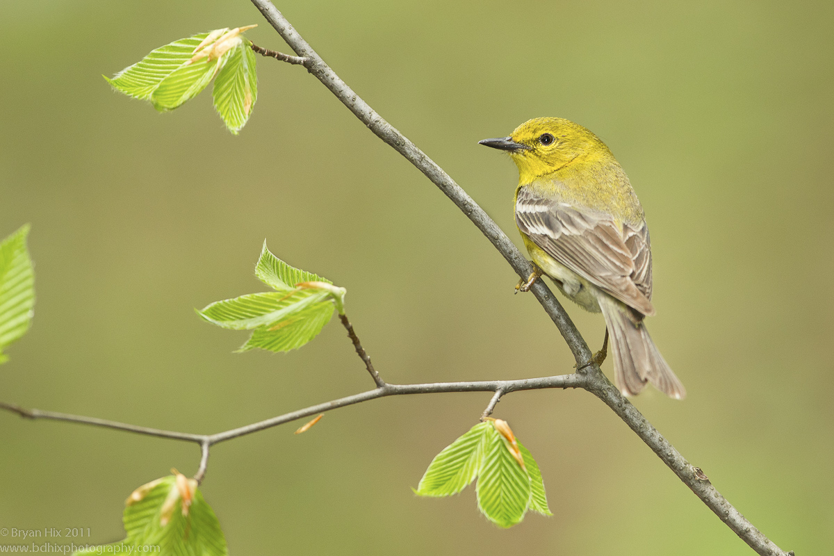 Pine Warbler