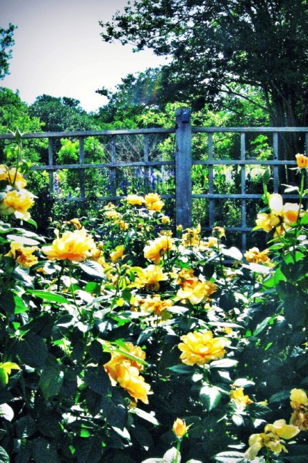 Golden Roses