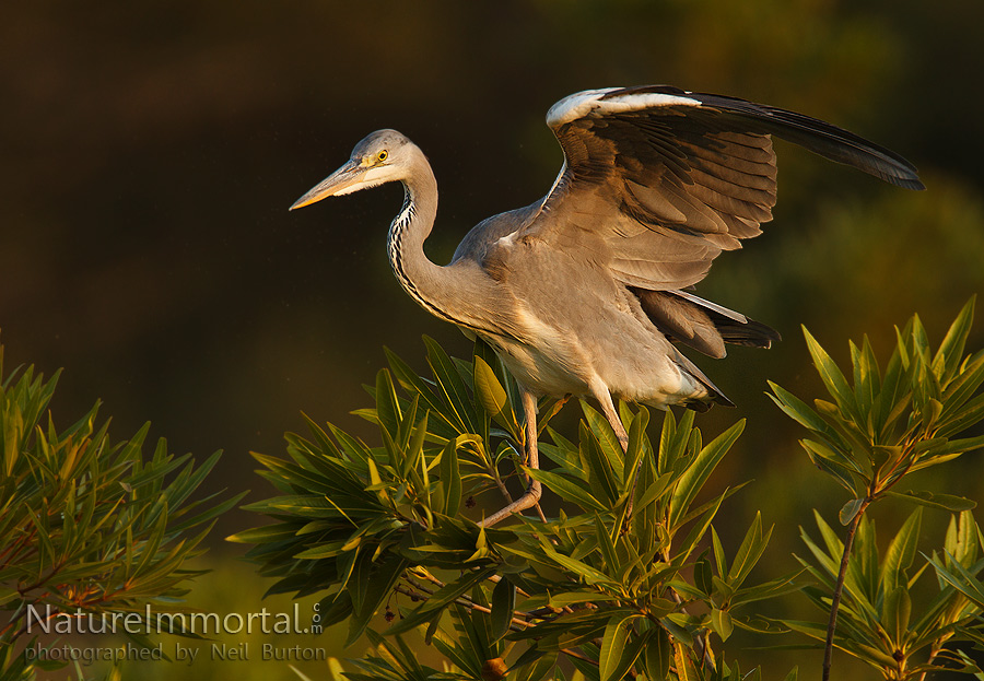 Just a heron