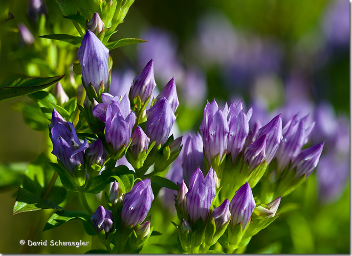 Purple!