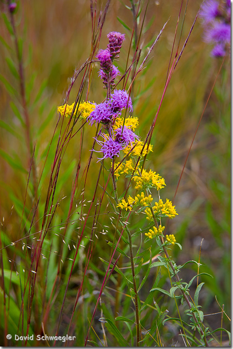 Prairie Intimate