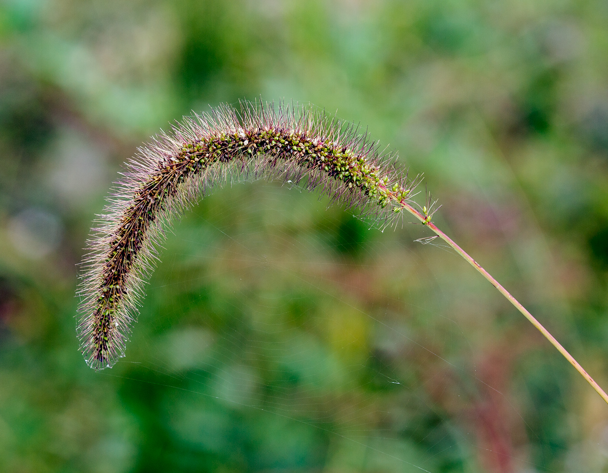 Wild Plant